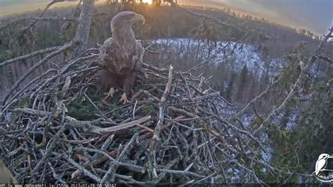 white tailed eagle durbe.